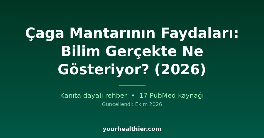 Çaga Mantarının Faydaları: Bilim Gerçekte Ne Gösteriyor? (2026)