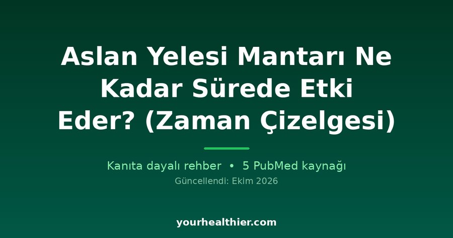 Aslan Yelesi Mantarı Ne Kadar Sürede Etki Eder? (Zaman Çizelgesi)
