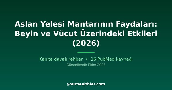 Aslan Yelesi Mantarının Faydaları: Beyin ve Vücut Üzerindeki Etkileri (2026)