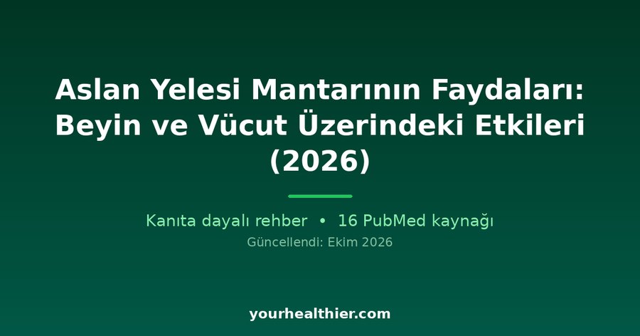 Aslan Yelesi Mantarının Faydaları: Beyin ve Vücut Üzerindeki Etkileri (2026)