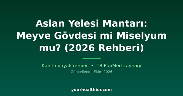Aslan Yelesi Mantarı: Meyve Gövdesi mi Miselyum mu? (2026 Rehberi)