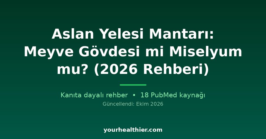 Aslan Yelesi Mantarı: Meyve Gövdesi mi Miselyum mu? (2026 Rehberi)