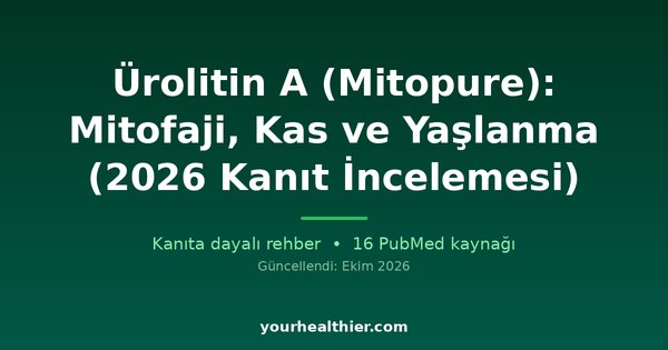 Ürolitin A (Mitopure): Mitofaji, Kas ve Yaşlanma (2026 Kanıt İncelemesi)