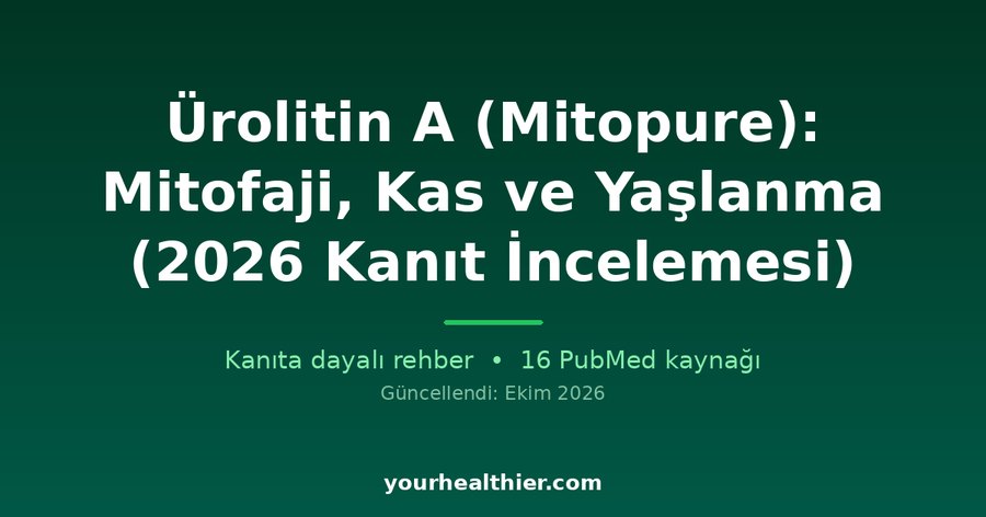 Ürolitin A (Mitopure): Mitofaji, Kas ve Yaşlanma (2026 Kanıt İncelemesi)